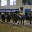 Соревнования по конному спорту памяти А.И.Майстренко