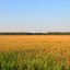 Рисовые чеки Красноармейский район
