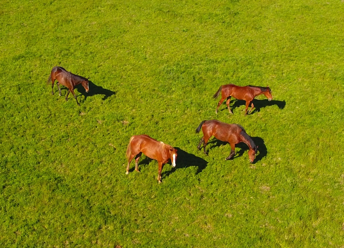Лошади в Красноармейском районе