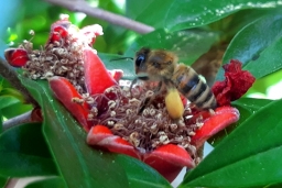 Как пчелы делают мед и строят соты?