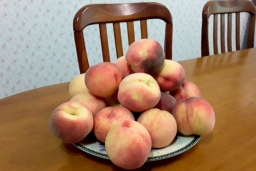 Выращивание персика в средней полосе России.