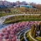 В парке «Краснодар» цветет слива «Нигра» 3