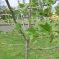 В парке станицы Полтавской высадили новые деревья 0