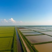 Рисовые поля в Краснодарском крае